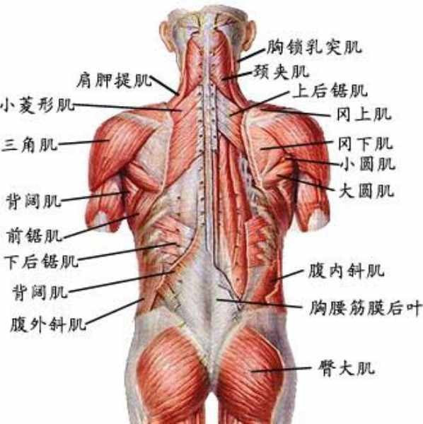 肩部肌肉是什么部位