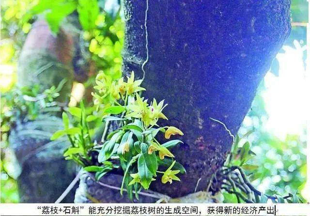 中药材种植网下载