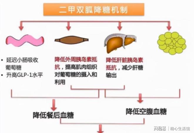 二甲双胍缓释片服用方法和用量及创新计划分析，权威诠释推进方式_tShop42.54.24