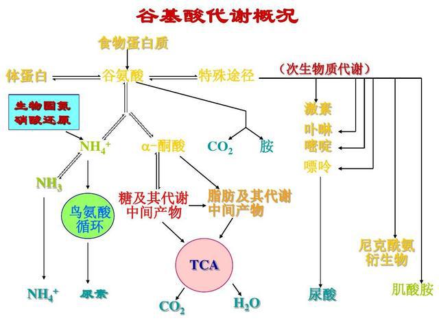 基础代谢提高与体重增加的挑战，社会责任方案执行中的探索与应对，全面应用数据分析_挑战款69.73.21