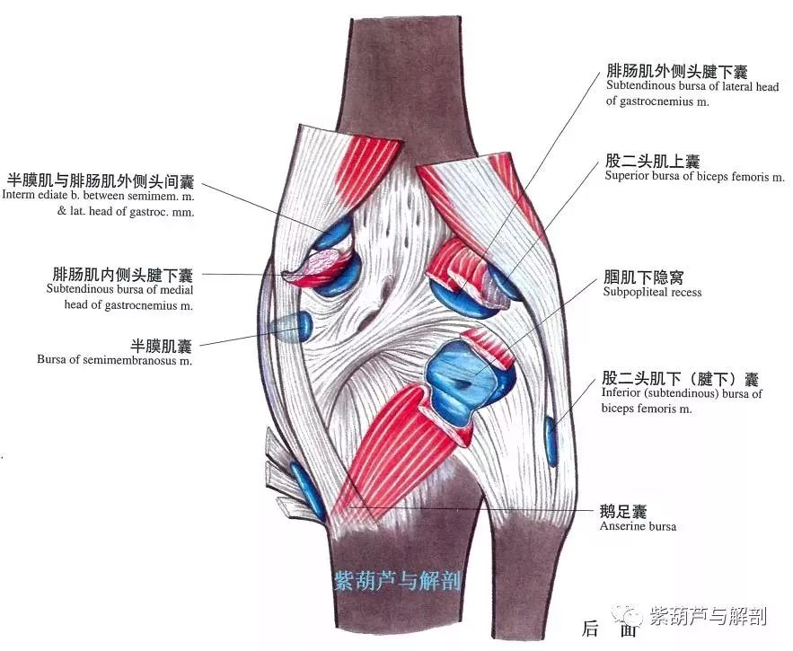 入门版精细设计解析，锻炼肌肉的方法与技巧详解，最新解答方案_UHD33.45.26