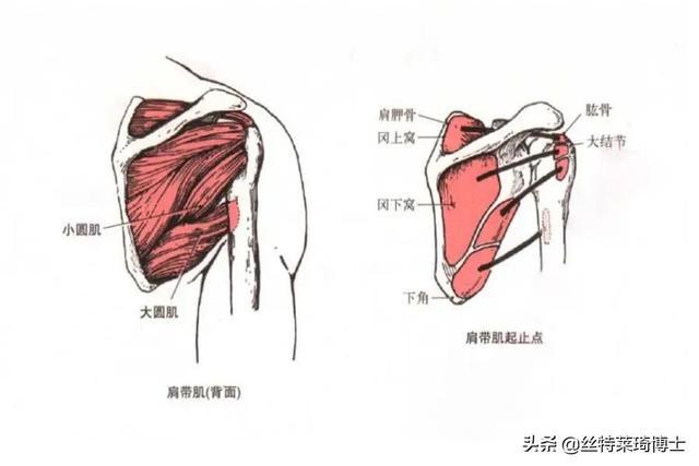 背阔肌使肱骨