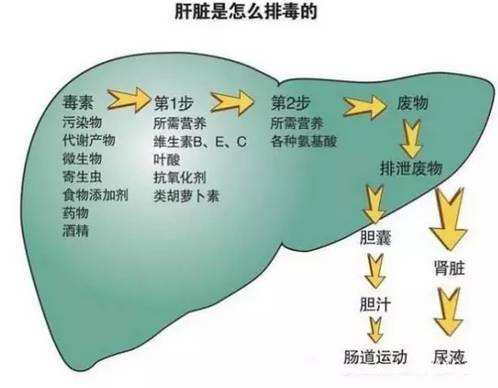 慢性乙肝能治好吗